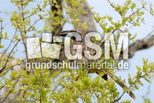 Grautoko (2 von 2).jpg